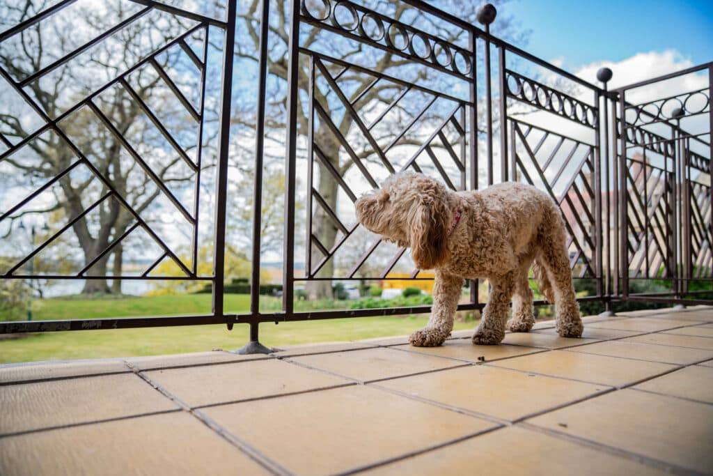 Cockapoo on balcony at Rutland Hall Hotel