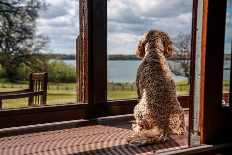 Dog-Friendly Lodge, Staycations, Short Breaks