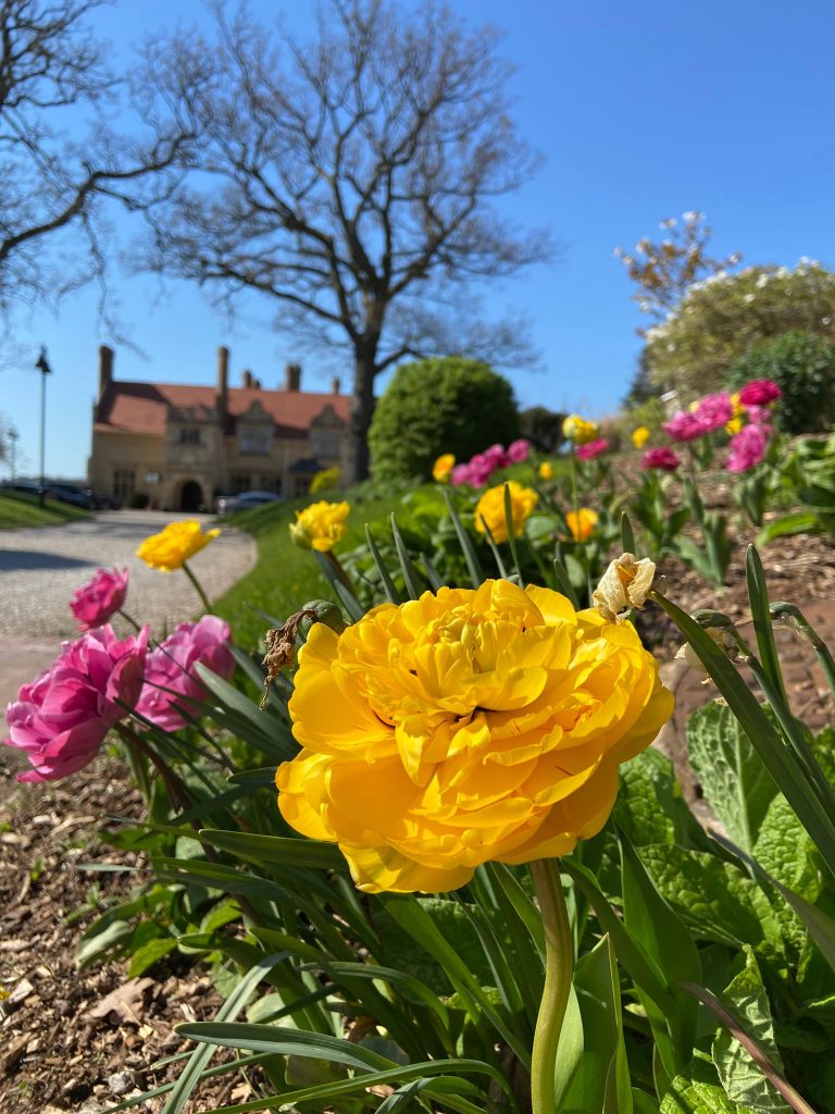 Spring flowers at Rutland Hall