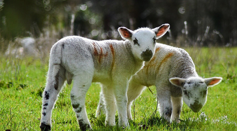 Lambs in Rutland