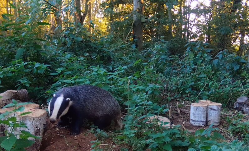 Badger-Watch