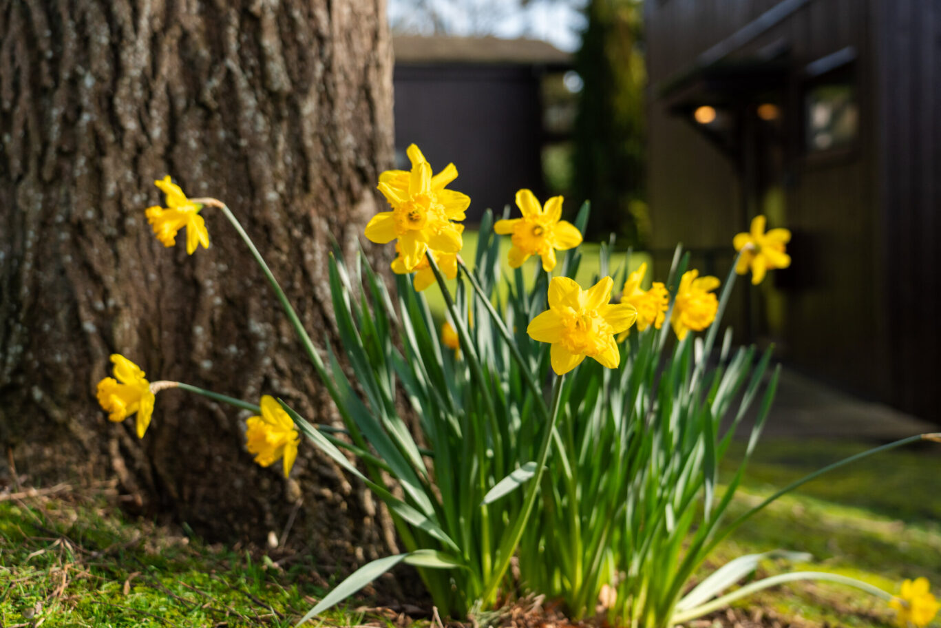 Spring Daffodils at Rutland Hall