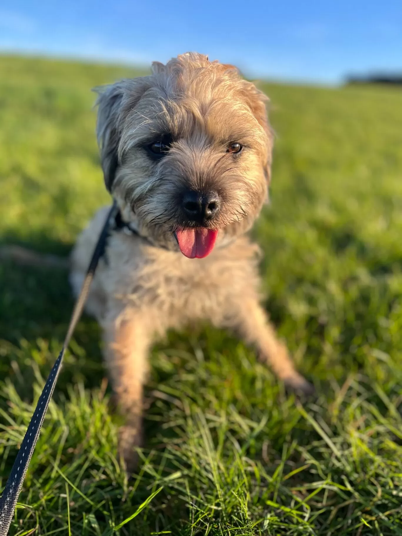 Cute dog pic